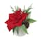 10.5" Red Poinsettia, Cedar & Pinecone Arrangement in White Ceramic Pot by Ashland®